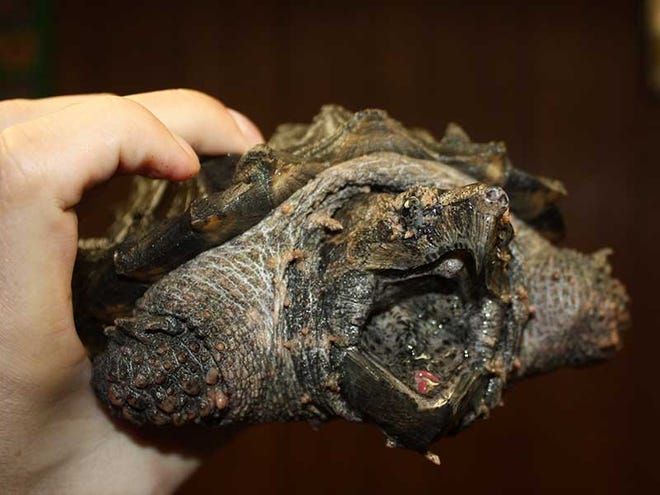 The snapping turtle that was seized from Arneek Wright's home Monday, March 25, 2013.