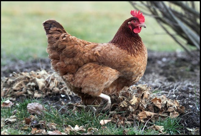 A Rhode Island Red — the state bird — roams a backyard in Middletown where it enjoys a legal existence. But it would run afoul of the law just over the town line in Newport.
