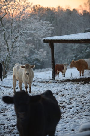 1/18/13 - Cows on a farm off Wheeler Bridge Road in Burlington Friday morning. photo Sam Roberts