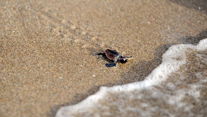 A loggerhead hatchling, the last to emerge from its nest at Lantana Public Beach, scurries toward the ocean just after sunrise last August. The 2012 sea turtle nesting season saw record activity in Palm Beach County.