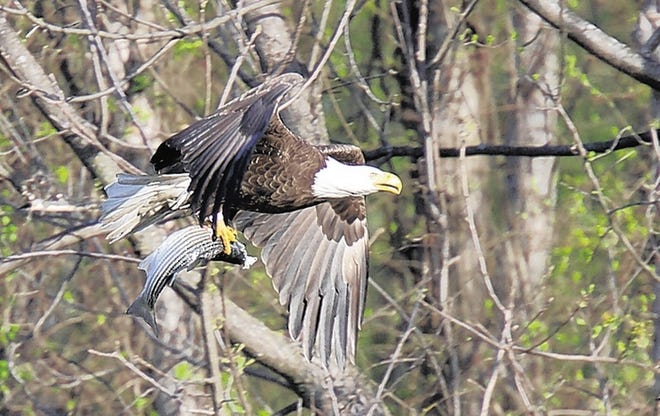 A male bald eagle carries a bass to its nest. All types of wildlife are going about their spring routines.
