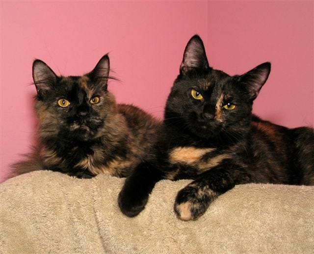 Morgan and Mackenzie are 8-month-old sisters available at Milford Humane Society. For more information, call 508-473-7008.
