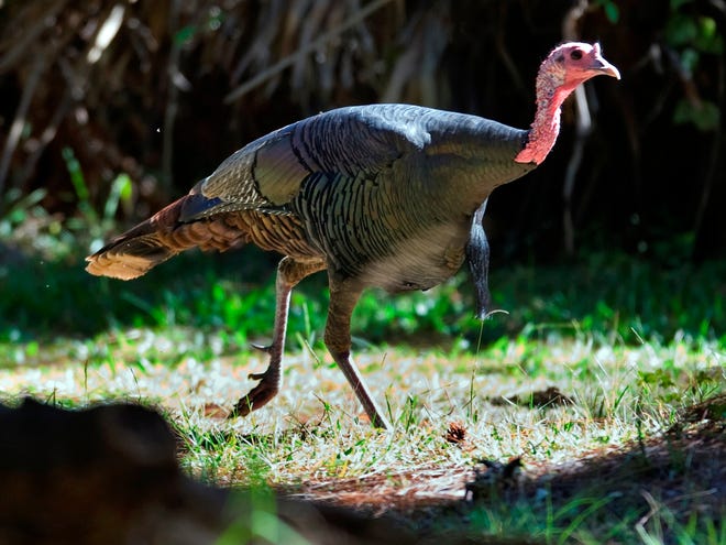 Turkey Hunters Try to Gobble Up Elusive Prey as Season Winds Down