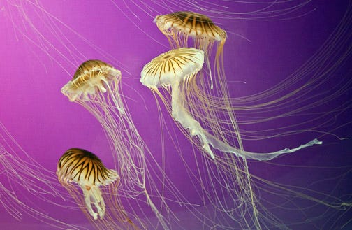 "Four Small Jellies in Purple" by Sue Moxon is one of the entries in the Saint Augustine Camera Club's Second Annual Juried Photography Show, on view through April in Imagine Fine Art, 125B King St. The opening night party, with music, wine and food, will run from 5 to 9 p.m. April 5 as part of First Friday Art Walk.