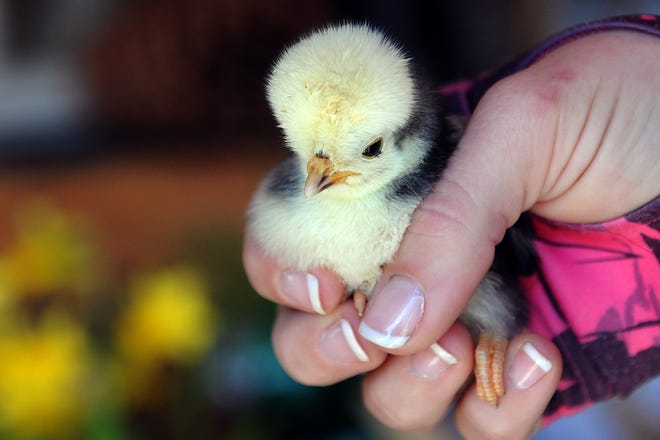 A black Polish chick that hatched on Easter Sunday pokes its puffy white crest out as it is held in the hands of Julie Michaud of Sweet Meadow Farm in Sherborn Wednesday. The chick is one of several for sale at the farm, which also has fresh crop of baby bunnies, guinea pigs, and goats this spring.