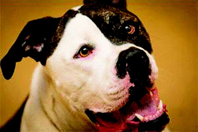 Jaeko, a 2-year-old American bulldog, is available at Quincy Animal Shelter. Call 617-376-1349.