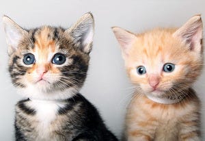 Kittens | Photo Credits: Dan Kitwood/Getty Images