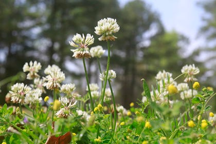 A clover is in bloom near pine trees. Both are among pollen contributors to the Onslow County area.