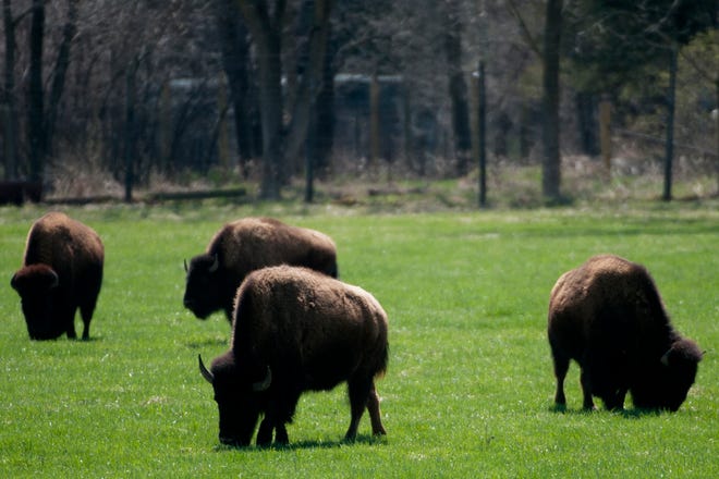 A herd of bison graze on grass on Sunday during the annual Bison Grounds Blessing Ceremony at Wildlife Prairie State Park. This ritual marks the release of the park’s bison and elk into the summer pasture for the remainder of the season.