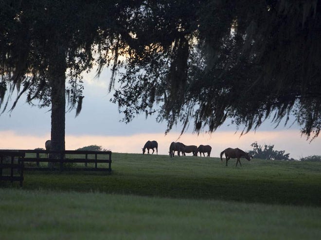Thoroughbreds graze as the day comes to an end at the mare field at Ocala Stud, off County Road 475A in Marion County.