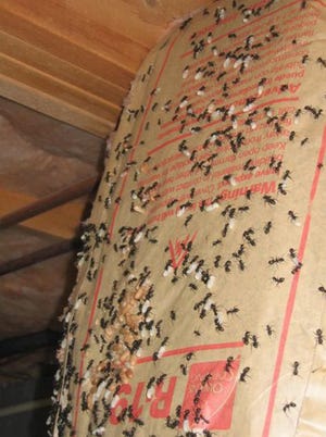 Courtesy photo

Carpenter ants swarm this time of year to find new homes for their new queens.