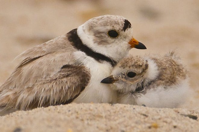 Courtesy photo



The Maine Audubon Society reminds the public that piping plovers have returned to Maine beaches and caution is needed not to disturb them.