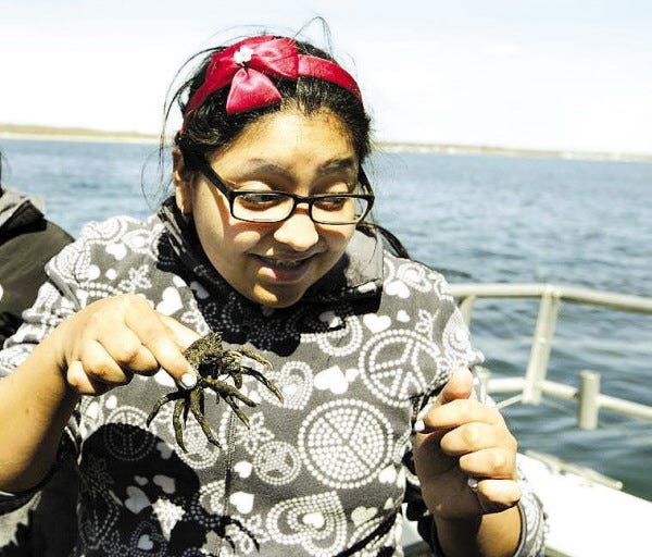 Roosevelt Middle School student Kerube Rodriguez holds a live spider crab brought in with a scallop dredge.