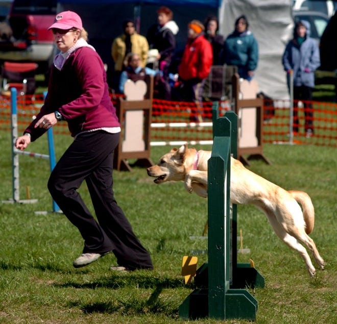 Left- Lisa Chernack, of Cherry Hill, leads her Yellow Lab "Launch", through an obstacle course on Sunday, during the Burlington County Kennel Club's spring agility trials, at Mill Creek Park in Willingboro.
