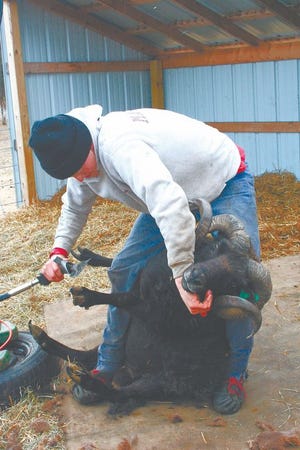 Isaac Matchett shears an Icelandic sheep ram on Saturday at Lone Walnut Farm in Aloha Township. In addition to running his own sheep farm in Charlevoix, Matchett travels throughout Northern Michigan to shear other farms’ sheep.