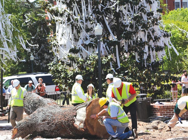 Auburn officials study the rings of the poisoned Toomer's Corner oak trees Tuesday. (Dave Martin | Associated Press)