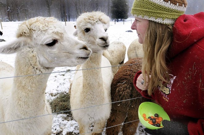 Lori Oraschin gets ready to treat her alpacas with carrots and grapes at their Springfield Township farm. Art Gentile/Staff photographer
