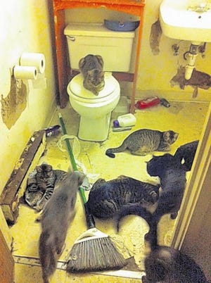 Some of the 103 cats taken Wednesday from a New Paltz apartment.