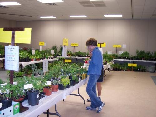 Master Gardeners getting ready for last year’s plant sale.