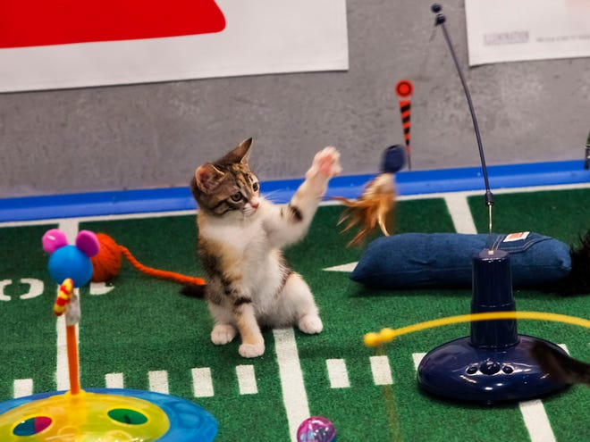 Animal Planet shows the Kitty half time show during "Puppy Bowl IX," in New York. The inaugural Kitten Bowl will be shown on the Hallmark Channel. The show is part of Hallmark's Pet Project Initiative and will be done with partner American Humane Association. (AP/File)