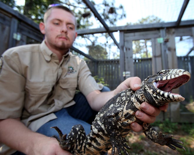 Jake Edwards, an exotic wildlife technician for the Florida Fish and Wildlife Conservation Commission (FWC), holds a tegu he captured in the Cedar Grove area Tuesday. For the past week, FWC trappers have been working to capture black and white tegus in the area off East Avenue north of U.S. 98.