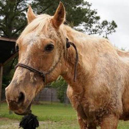 Twenty-five-year-old Quarter horse mix Coda is in need of a foster home.