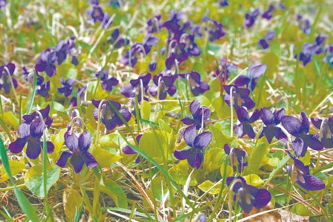 They say April showers bring May flowers, which appears to be the case with this patch of common blue violets that sprung up locally.