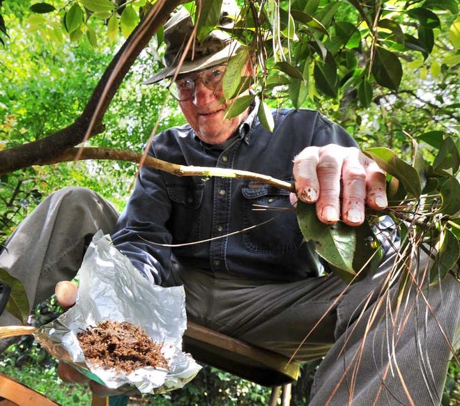 Master gardener Robert Rogers demonstrates how to wrap a pack of spagnum moss around the limb of a camellia bush to propagate a new plant, a process called air-layering. Rogers will have a class on camellias at his Martinez home on May 11.