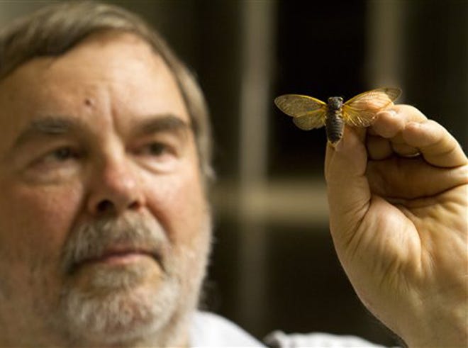 Gary Hevel, a research collaborator with the Dept. of Entomology at the National Museum of Natural History, holds up a preserved cicadas, a brood of which are expected to emerge this spring in the Washington area, at the Smithsonian Institution's Museum Support Center in Camp Springs, Md. on Tuesday.