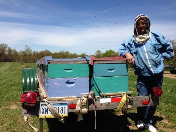 Beekeeper Tom McCormack has been raising bees since 1977 at his Aliquippa home, then packing, and selling the honey to local farmer's markets and Giant Eagle. He said he's lost a lot of money since the bee population started declining in 2006. In this photo, he places his hand atop colonies of bees that would have reached nine boxes of hives high.