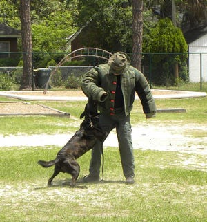 Barras, a Dutch Sheppard and member of the Garden City K-9 Unit, demonstrates an attack on Lt. Joseph Patt on Saturday at the TailsSpin Pet Care and Adoption Fair.