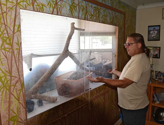 Rick Watts is still hoping his 8-foot-long Colombian red tail boa, Alice, is found hiding near his Jacksonville Beach home. Monday he talked about his missing pet and showed the window-box cage she escaped from after the door was secured a week ago.
