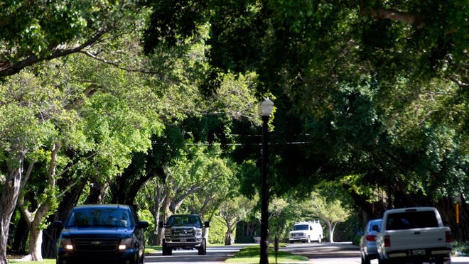 Cars pass under the tree canopy that lines North County Road near Wells Road.