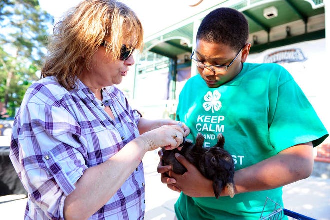 Mary White clips the claws of her Polish show rabbit, Oreo, as James Dorsey, 15, holds him.