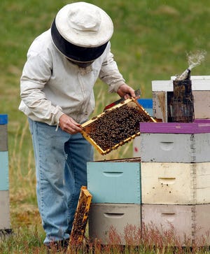 Andy Reseska inspects his bee hives at the home of Richard Kase, Wednesday afternoon in Holliston.
