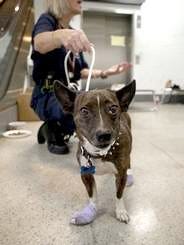 A lost pet receives care at New Orleans airport where FEMA set up operations during Hurricane Katrina.