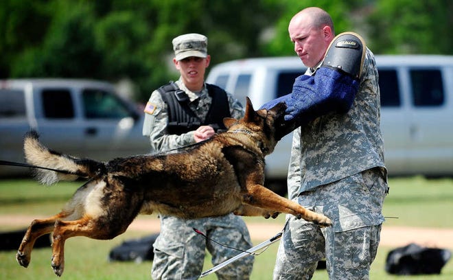 Sgt. 1st Class Matthew Davis works with a military police dog during Fort Gordon's annual Safety Stand Down Day.