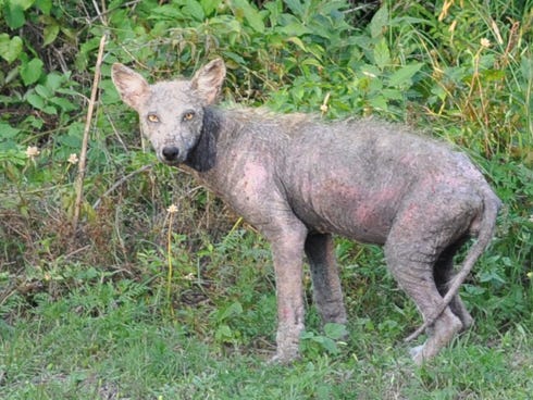 PHOTO GALLERY: Is this a coyote or a dog? PHOTO GALLERY: Is this a coyote or a dog?