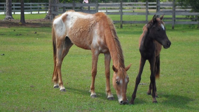 Two of the malnourished horses seized by Martin County Animal Control and the Sheriff’s Department. Equine Rescue and Adoption Foundation doubled the number of horses at its Palm City facility with this one rescue effort. (Contributed by ERAF)