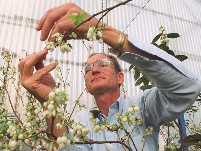 Paul Lyrene, who breeds blueberries at the University of Florida's Institute of Food and Agricultural Sciences, prepares flowers for cross-pollination in a bee-proof greenhouse recently. Plants are kept indoors so that only hand-pollinated flowers will produce hybrid berries that combine desirable characteristics such as heat tolerance, large fruit size and improved flavor. 
(MILT PUTNAM | UNIVERSITY OF FLORIDA/IFAS)