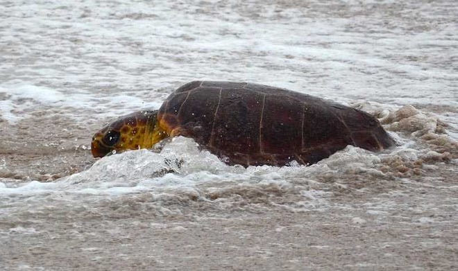 A loggerhead turtle makes its way into the Atlantic after being released on the beach in the GTM Research Reserve on Jan. 4, 2013. By PETER WILLOTT, peter.willott@staugustine.com
