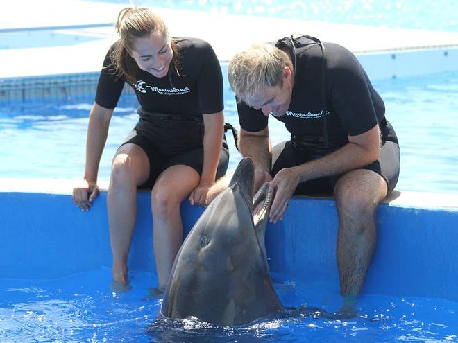 Dolphin trainers Dani Salvatore and Michael Hunt share the big news Thursday with Nellie in her tank at Marineland Dolphin Adventure. Nellie, 60 years old and the oldest living dolphin in captivity, received an honorary doctorate from Jacksonville University. Nellie has been the university’s mascot since 1970.