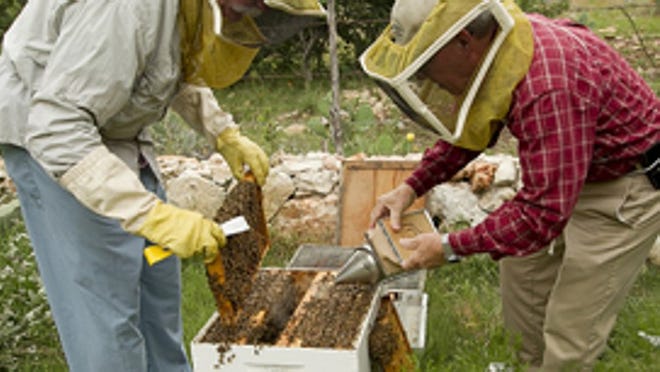 Dr. Neel Ware, left, and Jimmie Oakley, program chairman of the Williamson County Area Beekeepers Association, examine sections of a hive in Ware’s Georgetown backyard. Ware, among the growing ranks of area beekeepers, has transformed his entire yard into a haven for honeybees.