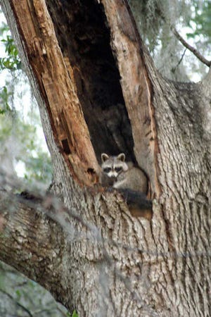 Jean Tanner/For Bluffton Today The mama raccoon didn't look too happy about be awakened.