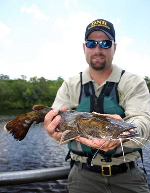 Bert Deener Department of Natural Resources Tim Bonvechio says the diminishing size of flathead catfish shows the eradication program's success, but the fish are showing resiliency by reproducing at a younger age.