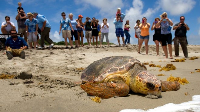 Emily, the loggerhead sea turtle found trapped in the rocks of the Lake Worth inlet jetty on Tuesday, propels herself toward the ocean Friday after being released by the staff of the Loggerhead Marinelife Center in Juno Beach.