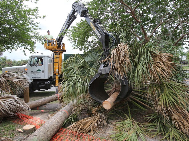 Josh Jenkins, top, and Dennis Jenkins, of Marion Tree Trimming, load palm trees they cut down at Tuscawilla Park in Ocala on Monday. The workers were at Tuscawilla Park preparing for the installation of a crane as part of the work to build an ADA-compliant fishing dock as part of the city's park master plan.
