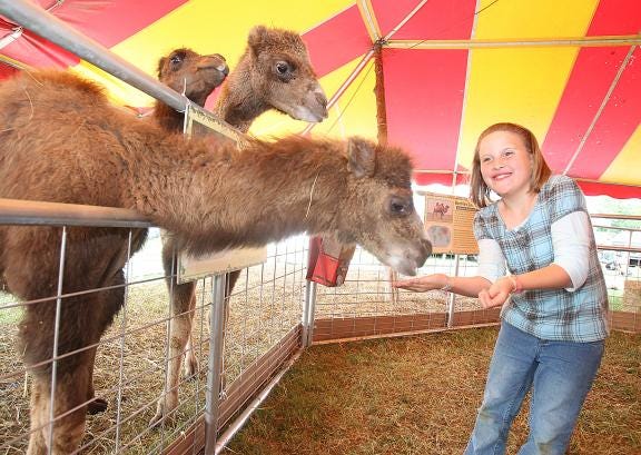 The petting zoo at the 2012 Cleveland County Fair was identified as the source of an E. coli outbreak that sickened more than 100 and killed a Gaston County toddler. (Star file photo)