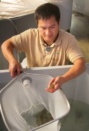 James Tran's goal is to raise 70,000 pounds of shrimp a year.