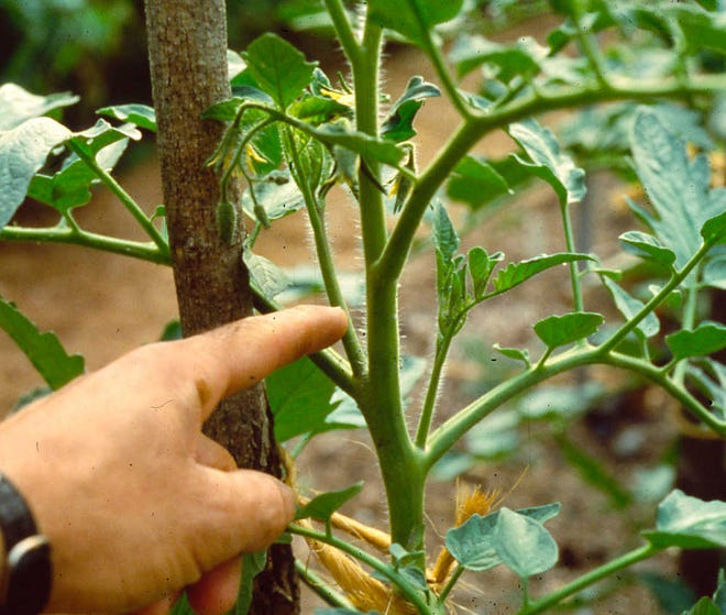 A tomato sucker is shown in New Paltz, New York. Lopping the overgrown sucker off keeps the plant neat and uncongested, which are long-term benefits that make this option best earlier in the season.